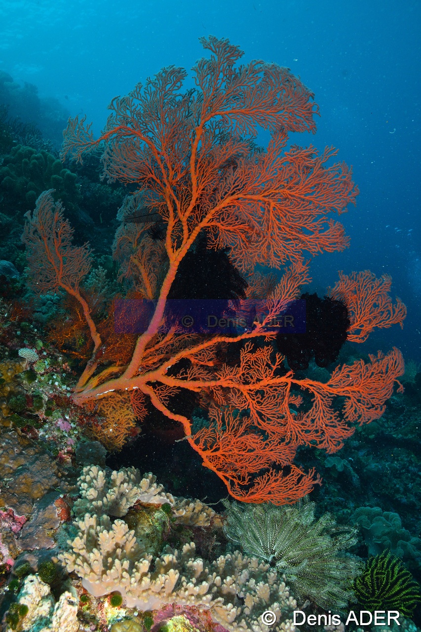 Melithaea ochracea-Binongky Tanjung bante-13m-20180527-Denis-ADER-DSC_1124_tn.jpg